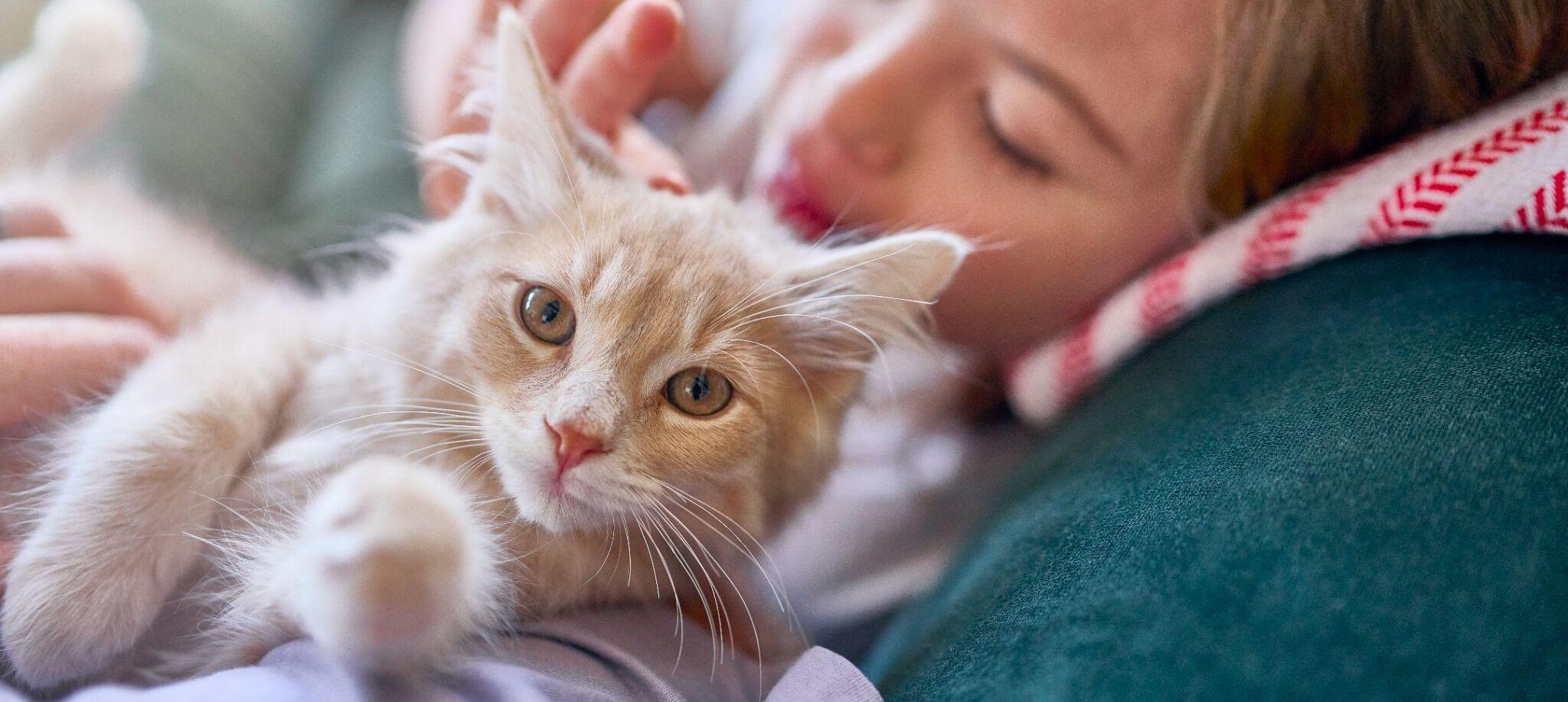 Уход за кошками - как правильно ухаживать за котенком? | Royal Canin